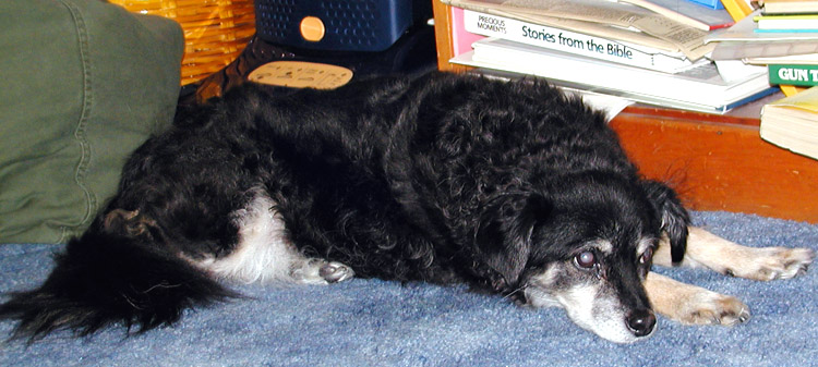 Gypsy - Good Ole Dog